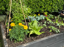 Vege Hub