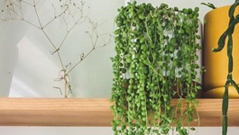 String of Pearls Care Guide 