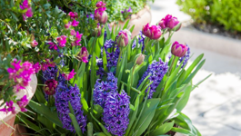 Tips for Beautiful Bulbs