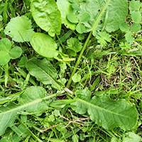 How to Identify Weeds in your Lawn