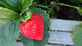 Strawberry Growing Guide