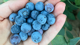 Grow fruit favourites